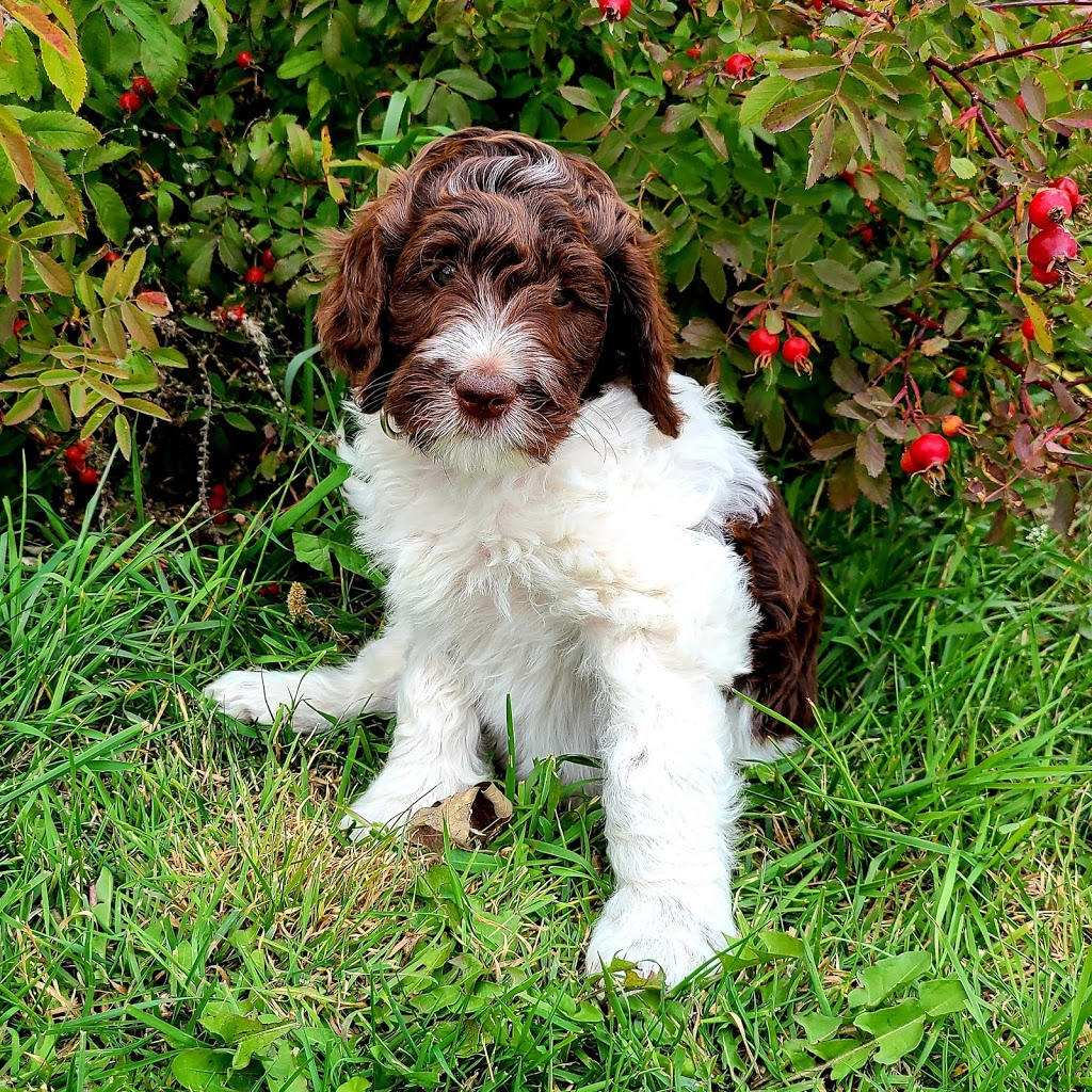 Porters Doodles, breeding, Aussiedoodles, Bernedoodles and Coondoodles | point of interest | Old No 6 Rd, Lundar, MB R0C 1Y0, Canada | 3065217107 OR +1 306-521-7107