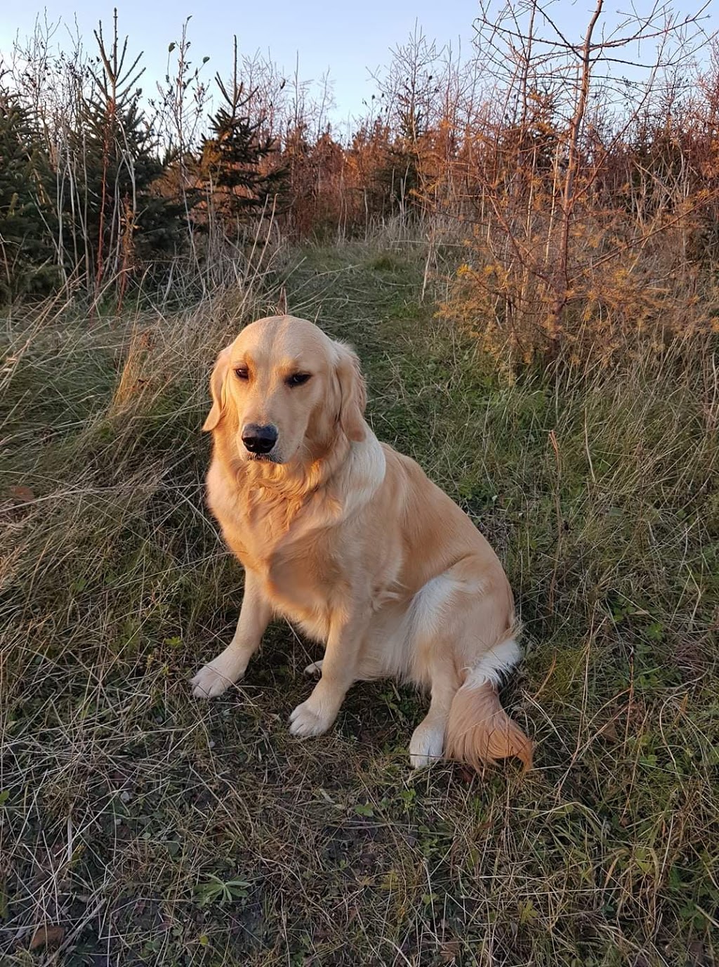 Healthier Pet | 15 Summit Dr, Paradise, NL A1L 2N6, Canada | Phone: (709) 743-7500