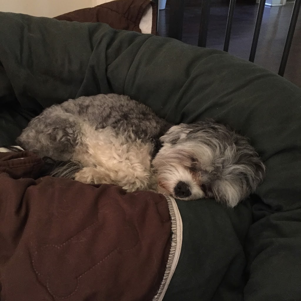 Healthy Houndz Dog Services | 258 Haddington Ave, North York, ON M5M 2P9, Canada | Phone: (416) 450-4235