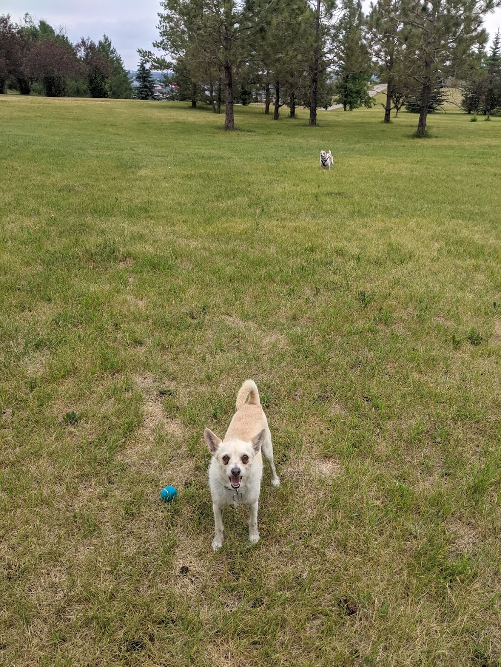 Oliver Quarry Off Leash Dog park | 2303 State Rd SW, Calgary, AB T3C 2M7, Canada | Phone: (403) 246-3535
