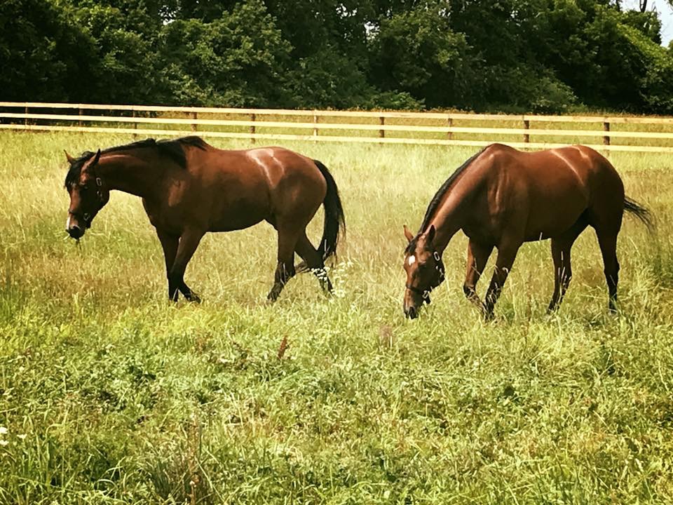 Stone City Performance Horses | 896 Unity Rd, Glenburnie, ON K0H 1S0, Canada | Phone: (613) 650-7272