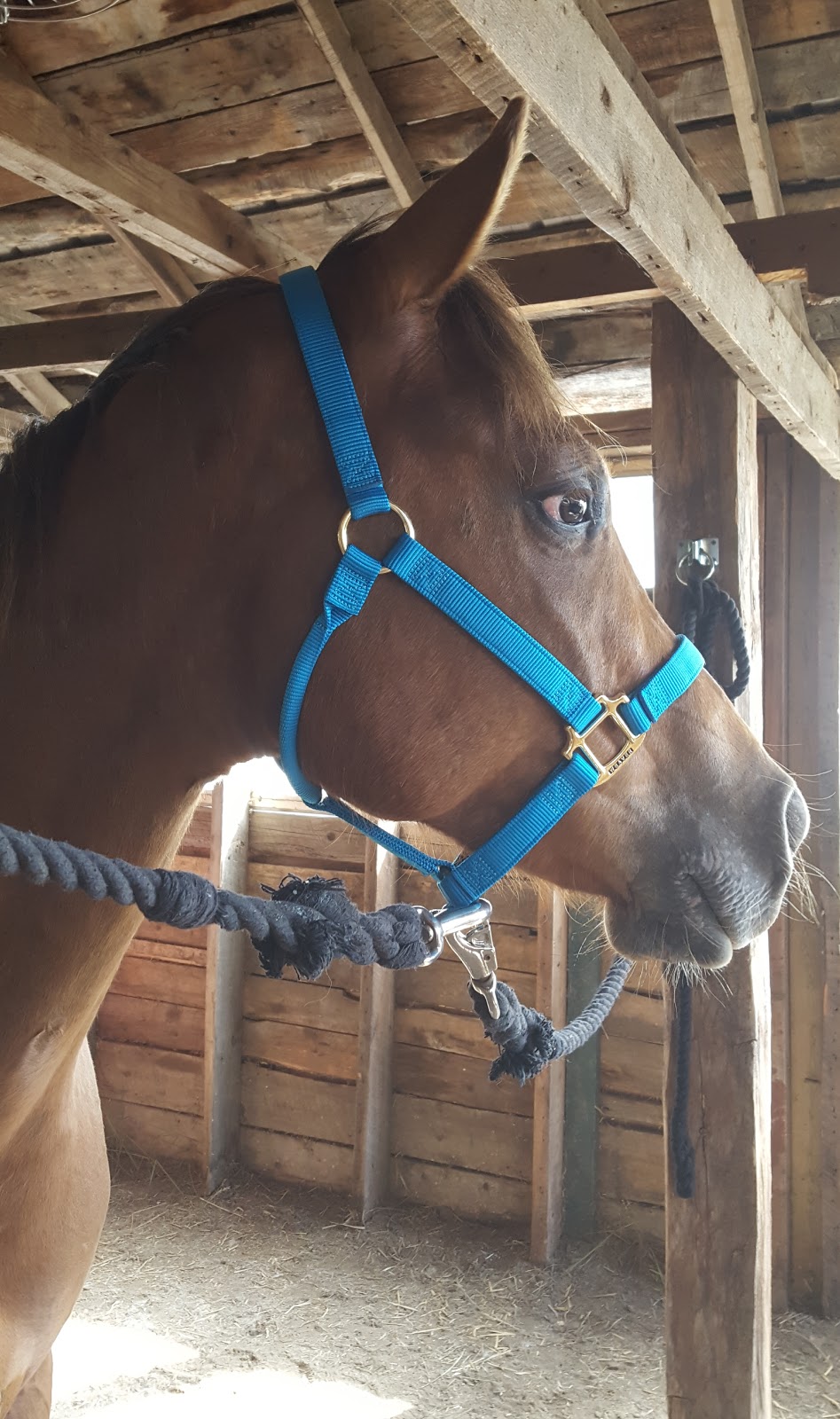 Bear Valley Rescue | Mountain View County, 31123 Range Rd 60, Sundre, AB T0M 1X0, Canada | Phone: (403) 637-2708