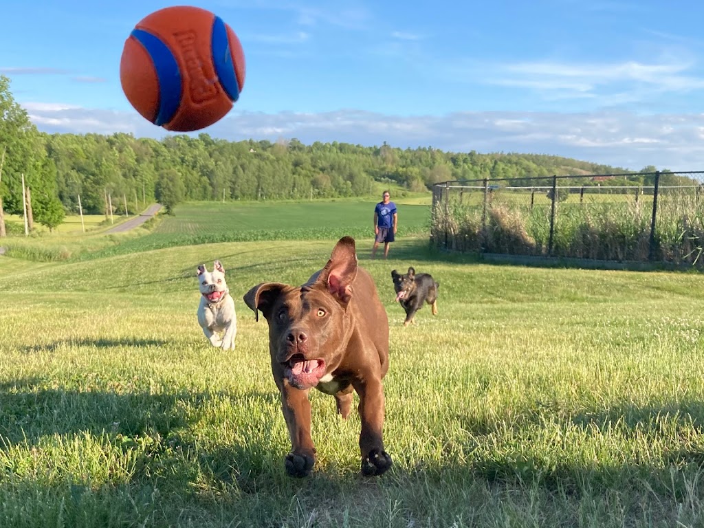 Doggy Daycare and Sleepovers | 440 Aranda Way, Codrington, ON K0K 1R0, Canada | Phone: (613) 847-3418