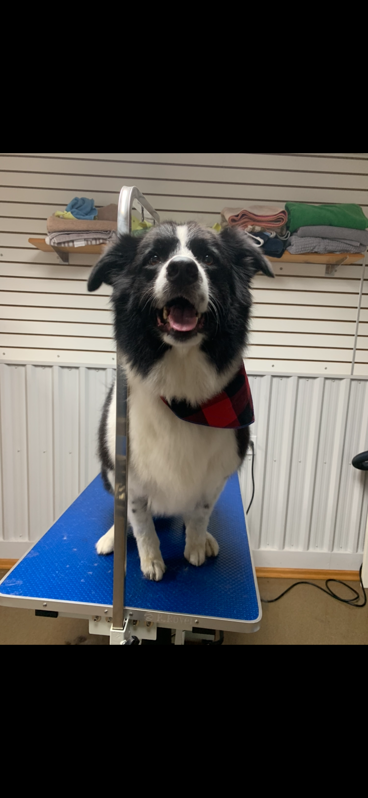Camp Tails A Waggin | 19230 Bathurst St, Newmarket, ON L3Y 4V9, Canada | Phone: (905) 868-9880