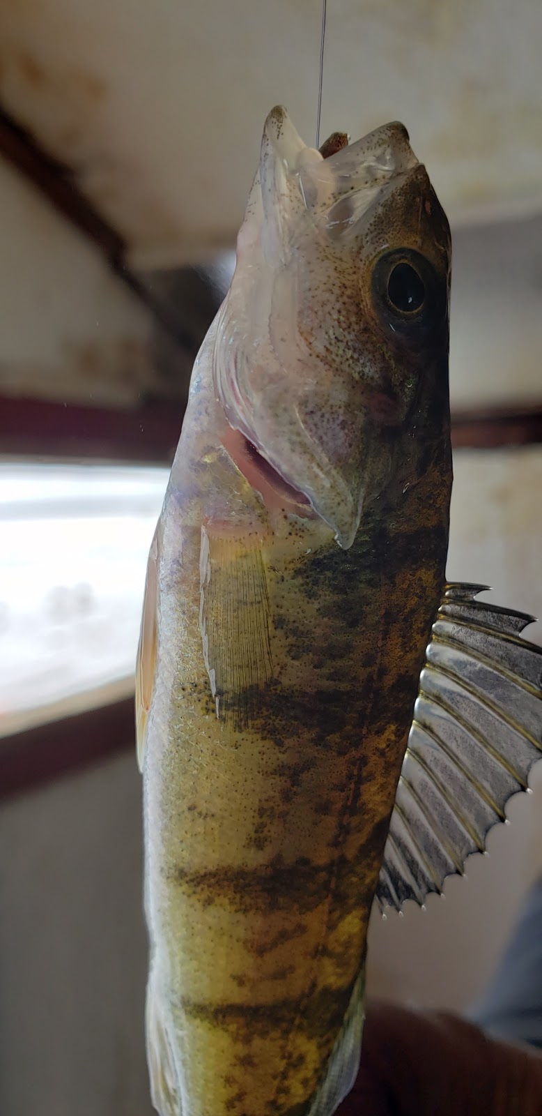 Pefferlaw Fish Huts | 202 HOLMES RD PT, Pefferlaw, ON L0E 1N0, Canada | Phone: (705) 437-1890