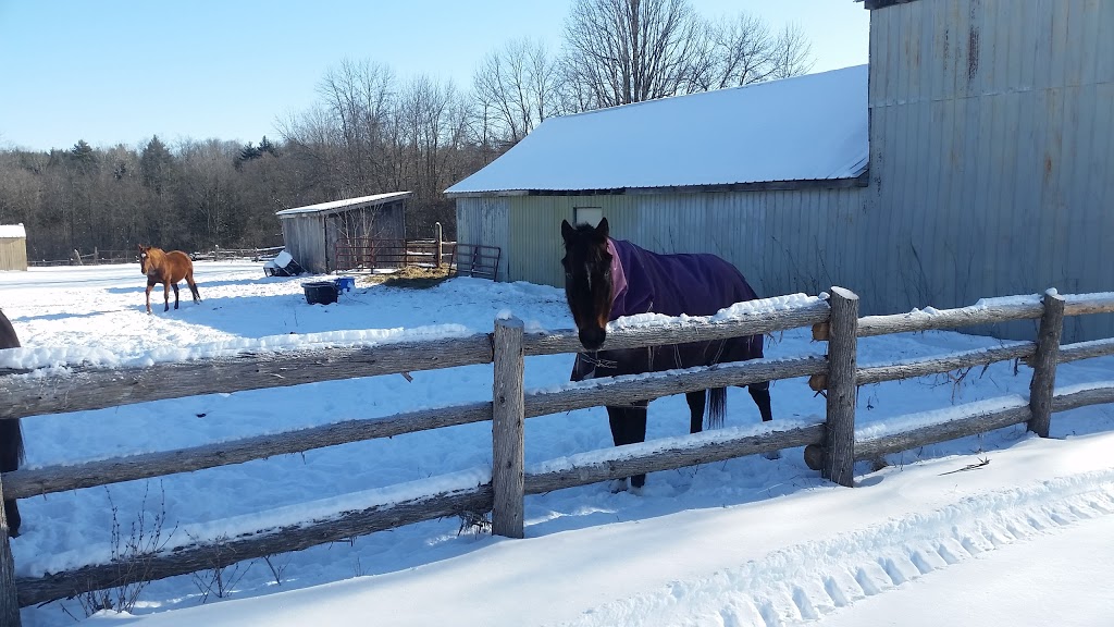 Happy Traills Farm | 228 Hall Settlement Rd, Plainfield, ON K0K 2V0, Canada | Phone: (613) 685-0247