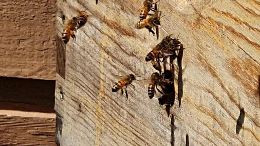 Apiary - S&P Honeybees ltd. | 2106 W 36th Ave, Vancouver, BC V6M 1L2, Canada | Phone: (778) 302-8178