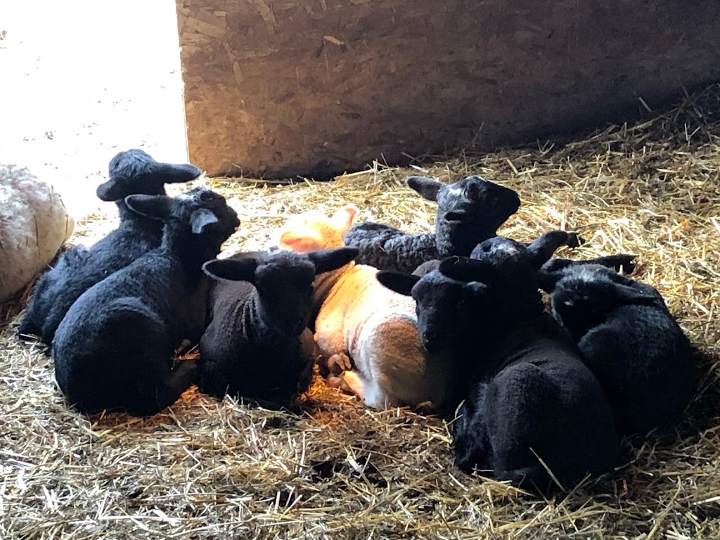 Thorpe Farms | 929 Simmons Rd, Odessa, ON K0H 2H0, Canada | Phone: (613) 539-3755