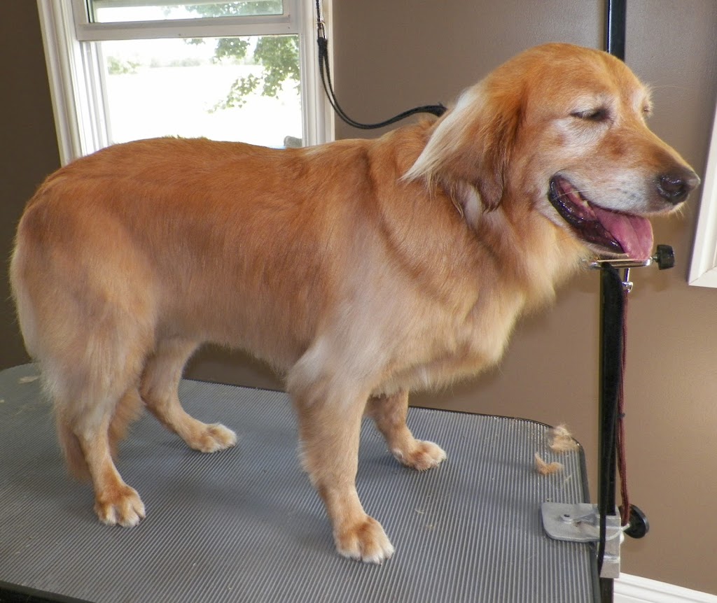 Andreas Mobile Grooming | Almonte, ON K0A 1A0, Canada | Phone: (613) 256-6624