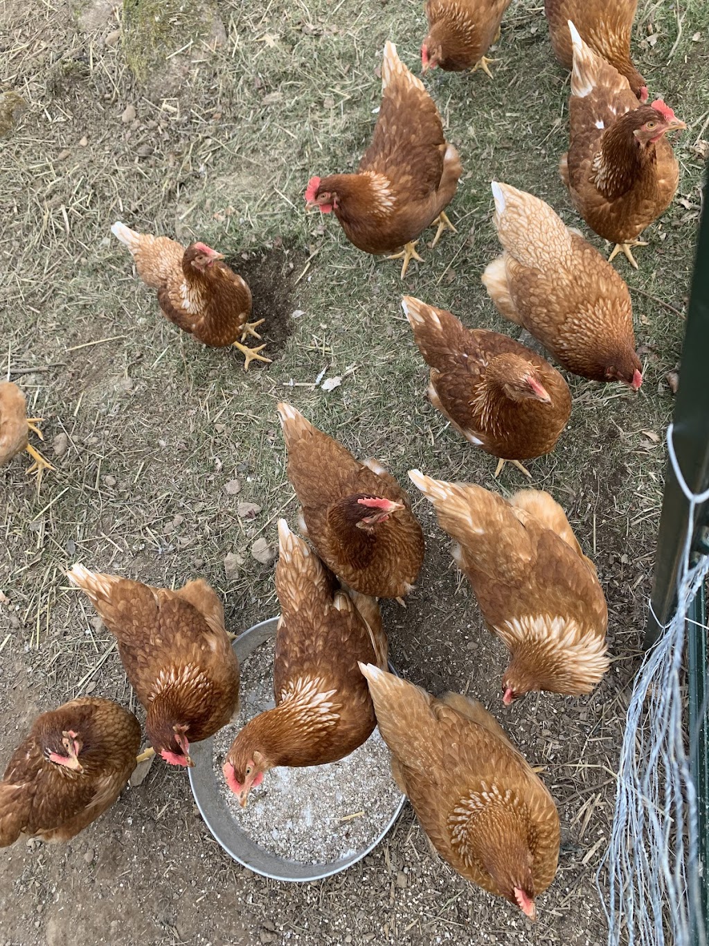 Blue Bike Farm | 5058 NS-12, New Ross, NS B0J 2M0, Canada | Phone: (902) 689-2555