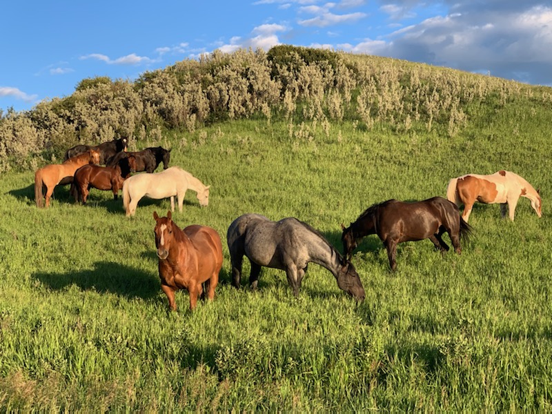 Stahlville Hutterite Colony | Township Rd 272, Wheatland County, AB T0M 0L0, Canada | Phone: (403) 499-8387