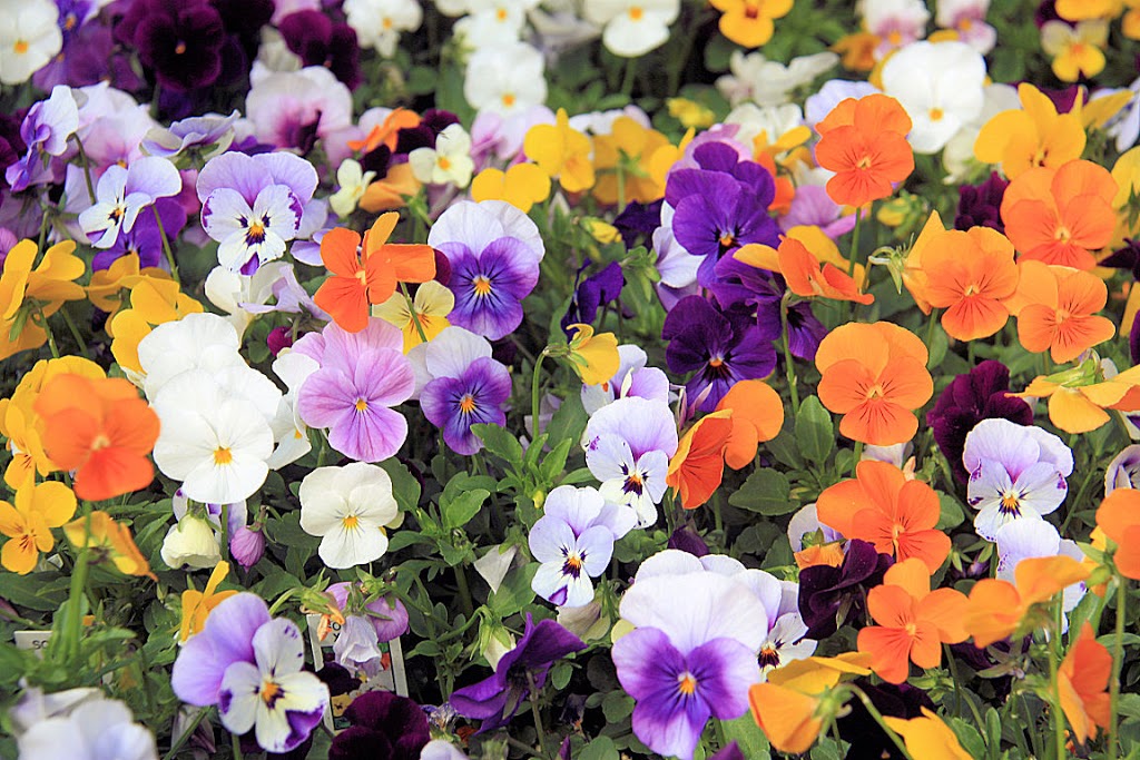 U & K Greenhouses Ltd | 5 Miles North of Indian Head on Highway 56 Call for Hours of Operation, Indian Head, SK S0G 2K0, Canada | Phone: (306) 695-2056