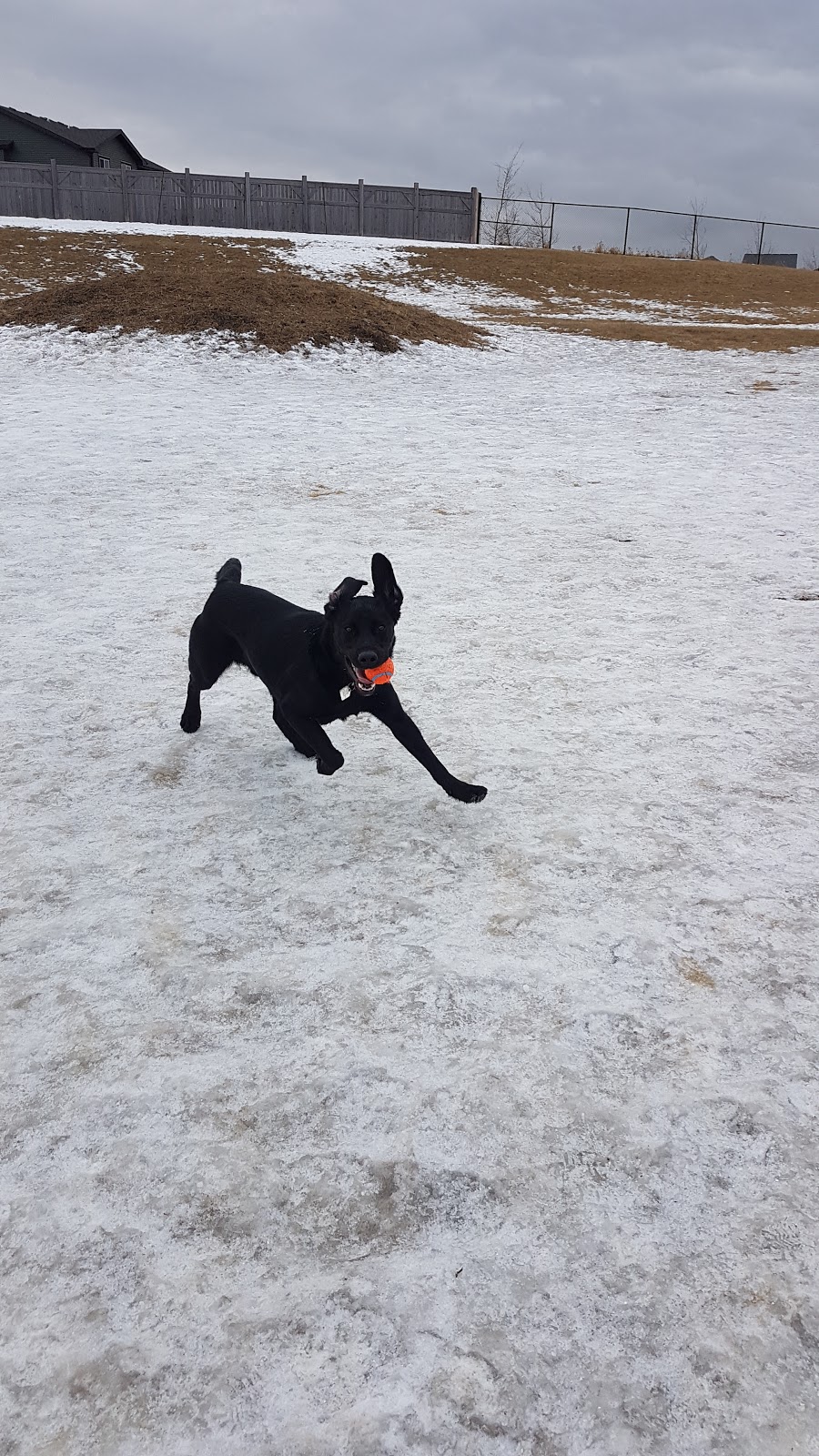 Paw Butler | Range Rd 284, Alberta T1X, Canada, Canada | Phone: (403) 437-8425