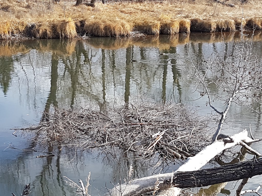 Inglewood Bird Sanctuary & Nature Centre | 2425 9 Ave SE, Calgary, AB T2G 4T4, Canada | Phone: (403) 268-2489