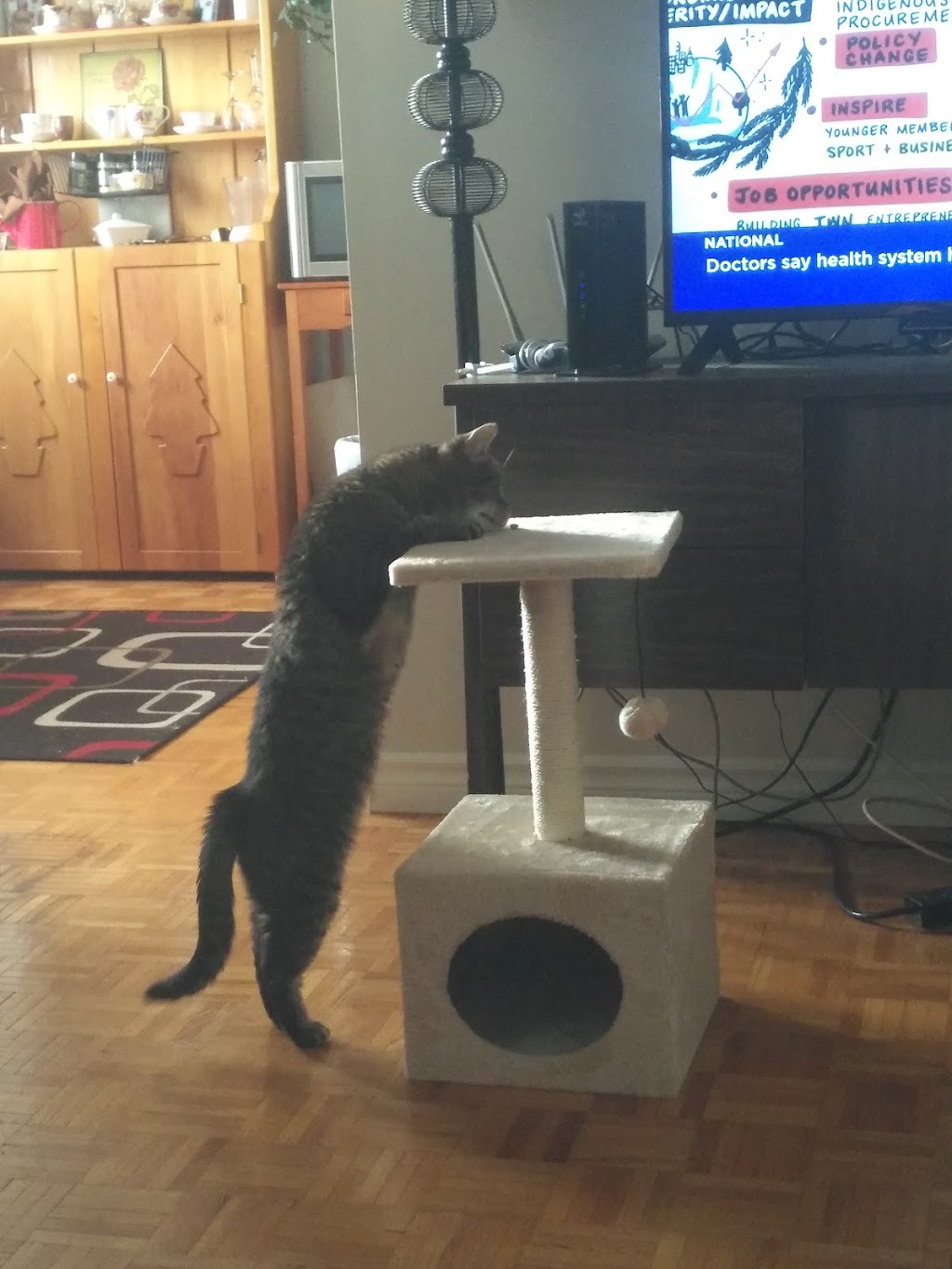Belleville Animal Hospital | 109 Dundas St E, Belleville, ON K8N 1C3, Canada | Phone: (613) 962-3465