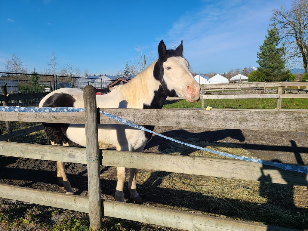 Laughing Stock Ranch | 24555 32 Ave, Langley City, BC V2Z 2J5, Canada | Phone: (604) 720-6484
