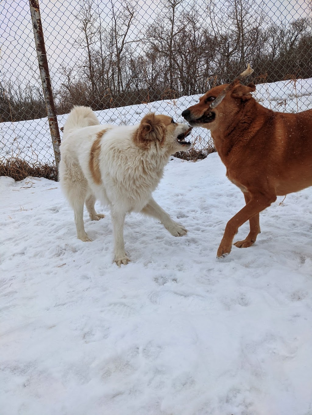 Very Important Pets Boarding Kennel & Grooming Salon | R. R. # 1, Halkirk, AB T0C 1M0, Canada | Phone: (403) 740-4833