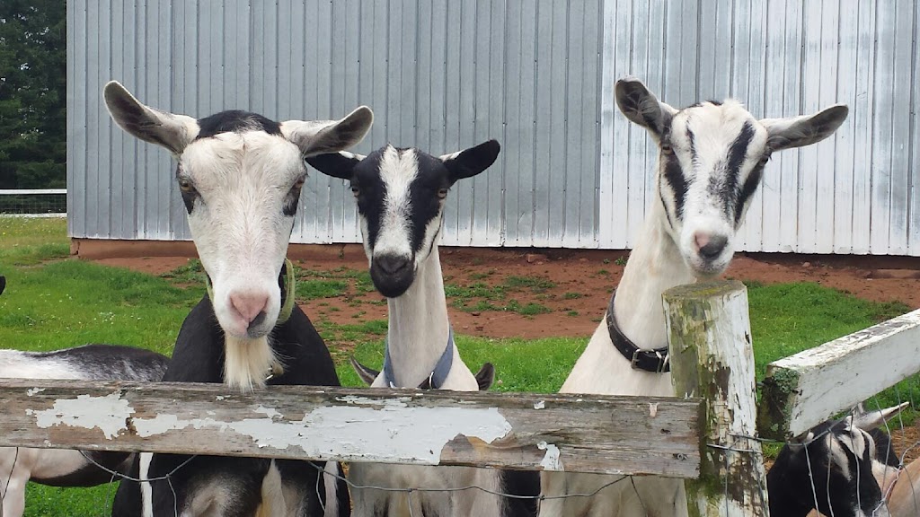 Island Hill Farm | 351 Route 225, Hampshire, PE C0A 1Y0, Canada | Phone: (902) 218-1673