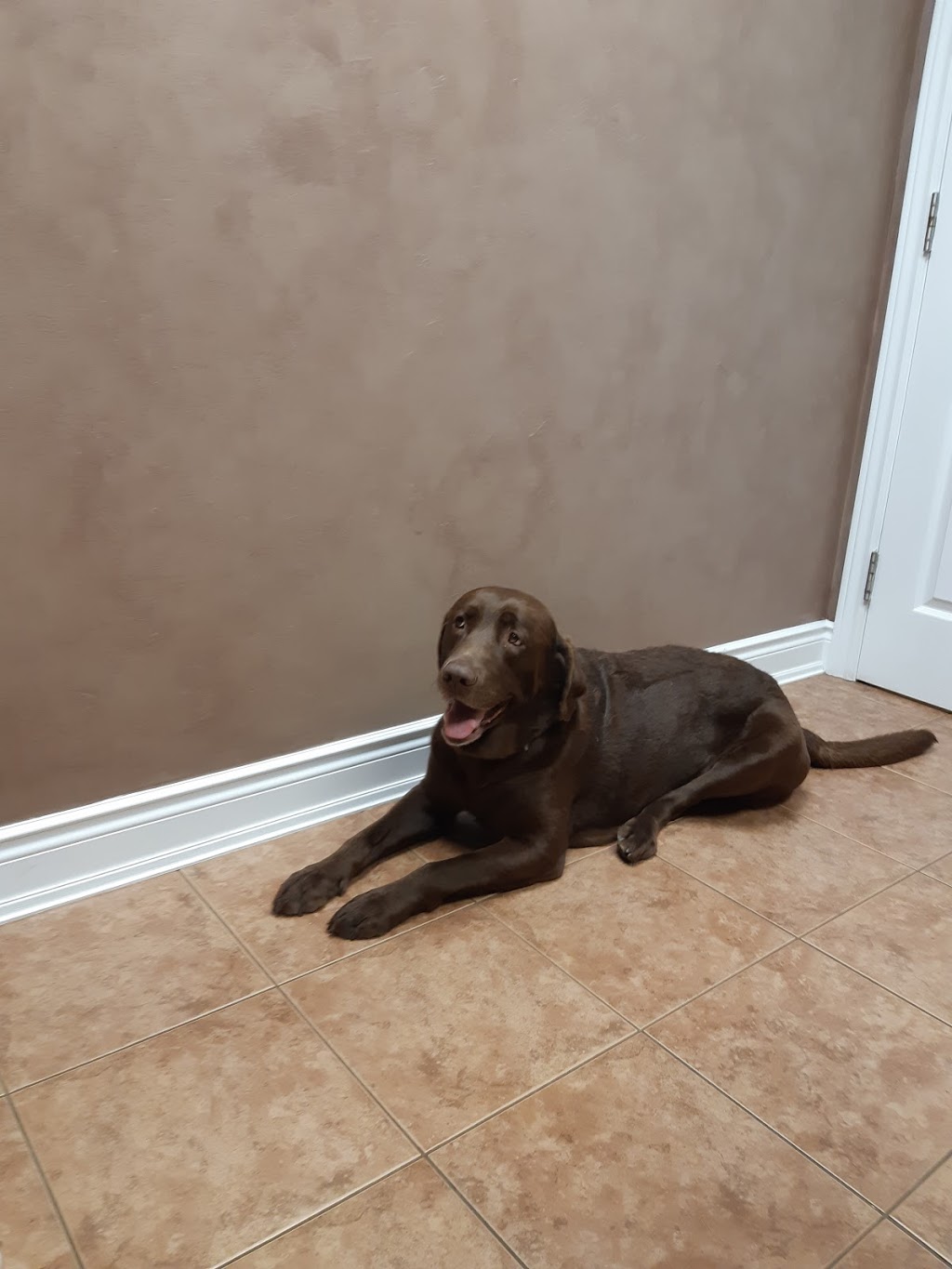 Hôpital vétérinaire Nation Veterinary Hospital | 100 Lafleche Blvd, Casselman, ON K0A 1M0, Canada | Phone: (613) 764-1234