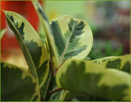 Delorme Garden Center | 3667 Rue Queen, Rawdon, QC J0K 1S0, Canada | Phone: (450) 834-6764