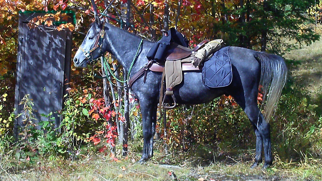 Redneck Tack | 529 Danvers Rd, Danvers, NS B0W 3T0, Canada | Phone: (902) 308-8285