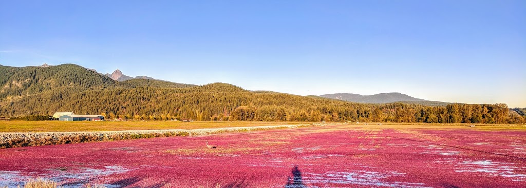 Caspian Apiaries | 15025 Neaves Rd, Pitt Meadows, BC V3Y 1Z1, Canada | Phone: (778) 512-9260