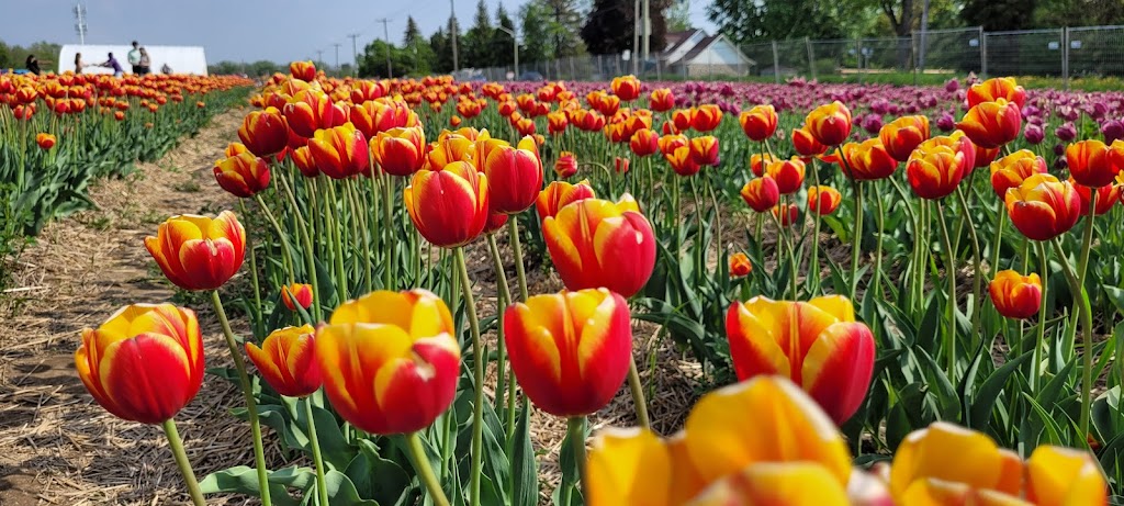 Tulipes.ca | 1055 Rue Principale, 1201 Chem. du Général Vanier, Laval, QC H7X 0C9, Canada | Phone: (450) 639-5145