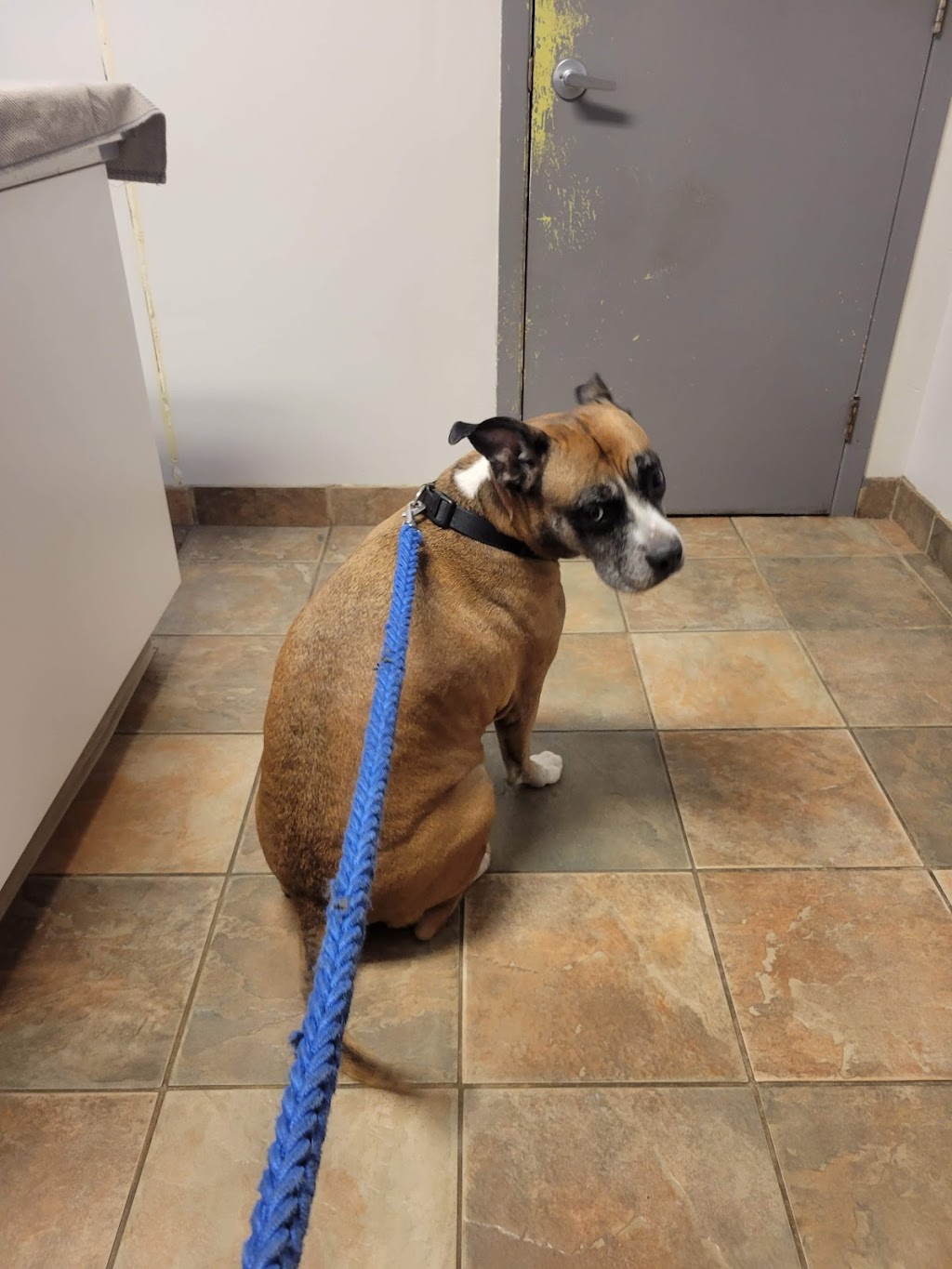 Veterinary Clinic Lachine | 1295 Rue Provost, Lachine, QC H8S 1N7, Canada | Phone: (514) 634-4190
