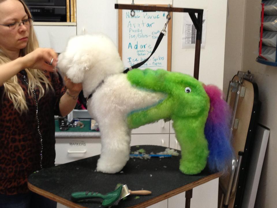 Fetching Fur Dog Grooming | 34517 Pearl Ave, Abbotsford, BC V2S 2V7, Canada | Phone: (604) 853-3647