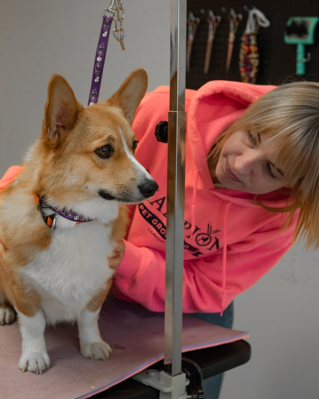 Champion Pet Grooming | 4617 41 St Bay 5, Camrose, AB T4V 2Y8, Canada | Phone: (780) 673-0084
