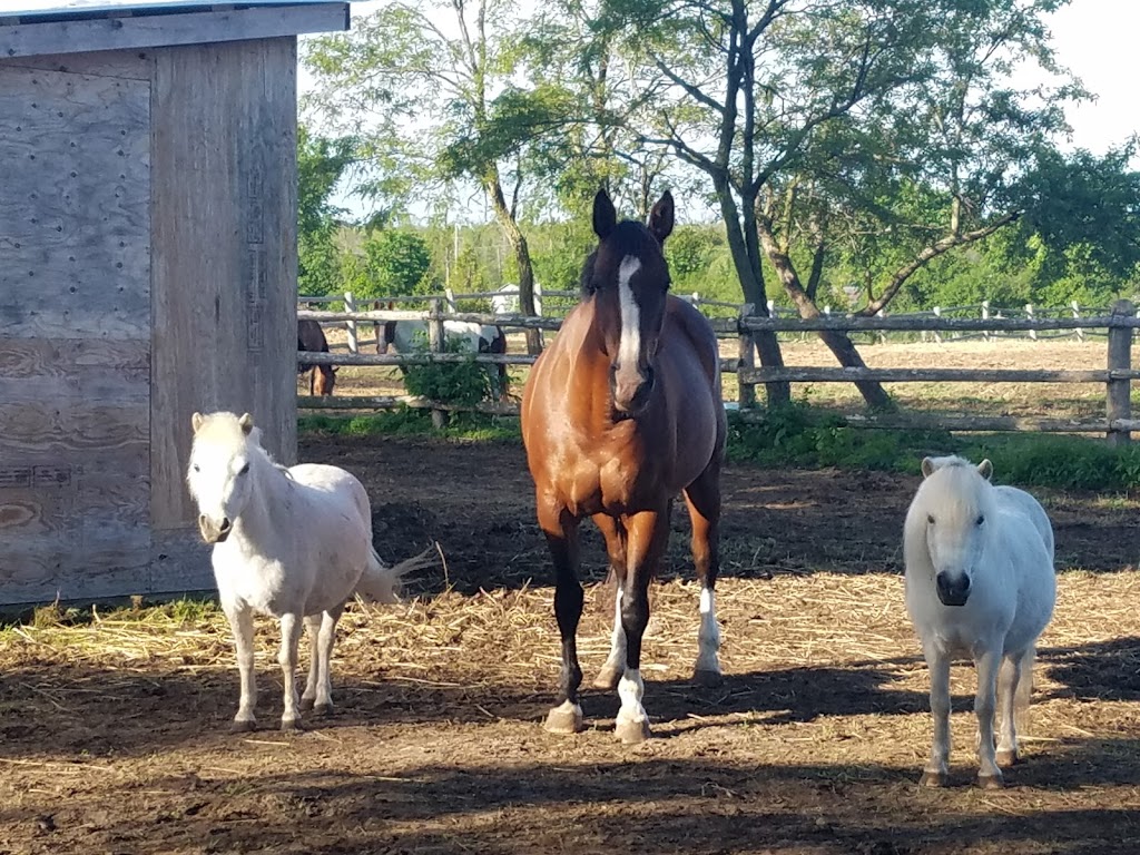 Benhaven Stable | 1954 9th Line, Carleton Place, ON K7C 3P2, Canada | Phone: (613) 250-2219
