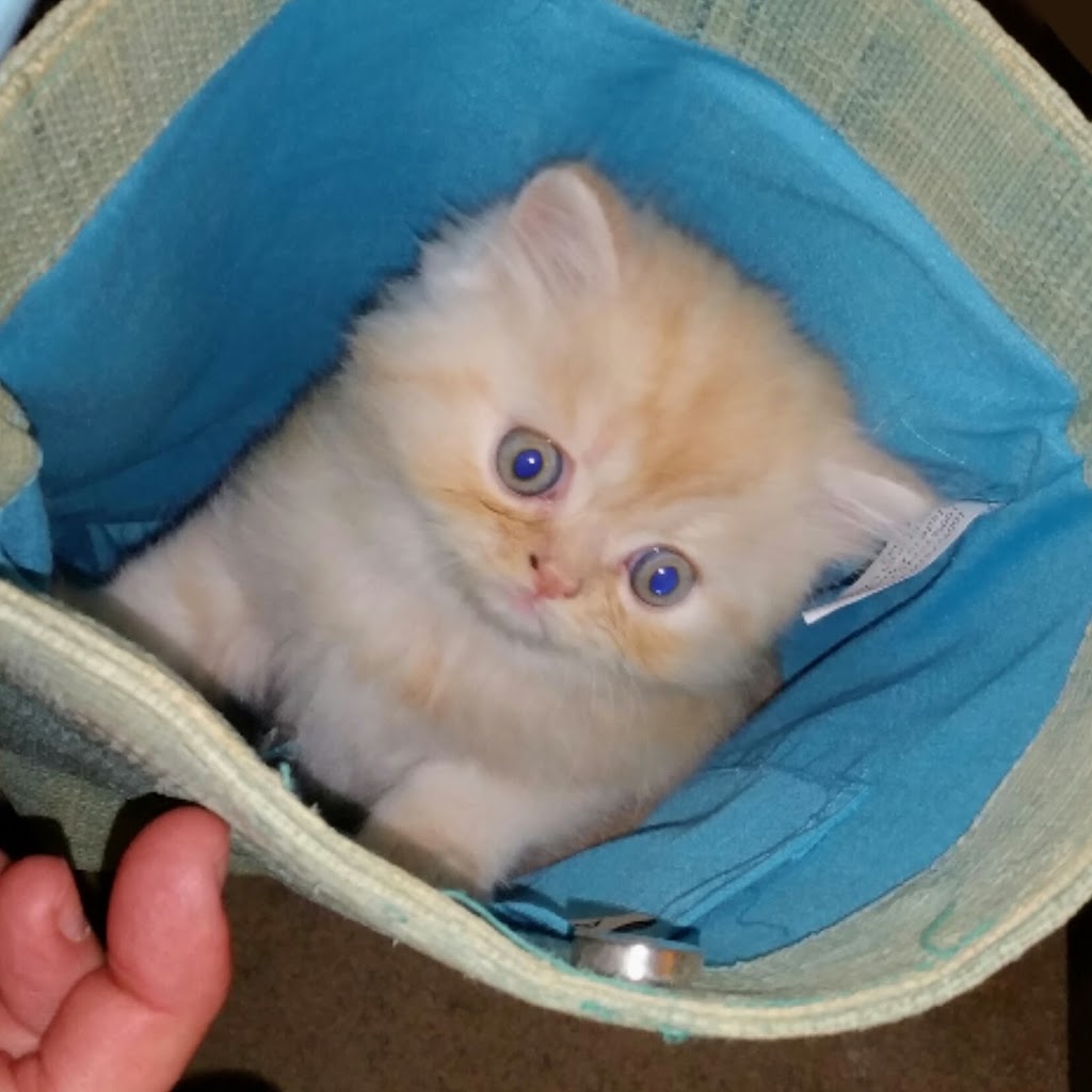 Carlas Royal Persians & Himalayans | Fairview Ave, St Thomas, ON N5R 4X7, Canada | Phone: (548) 888-9924