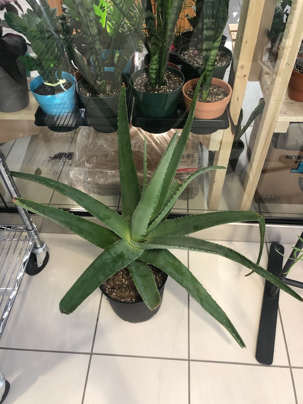 My Little Greenhouse | 260300 Writing Creek Cres Unit C2, Balzac, AB T4A 0G3, Canada | Phone: (825) 735-4858
