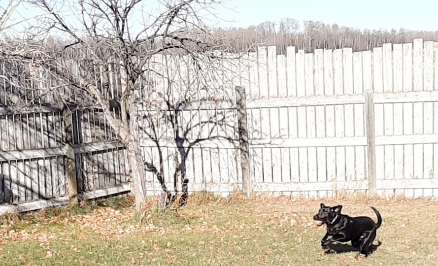 Country Kennels | 48412 Range Rd 260 RR 1 Stn Main, Leduc, AB T9E 2X1, Canada | Phone: (780) 986-4664