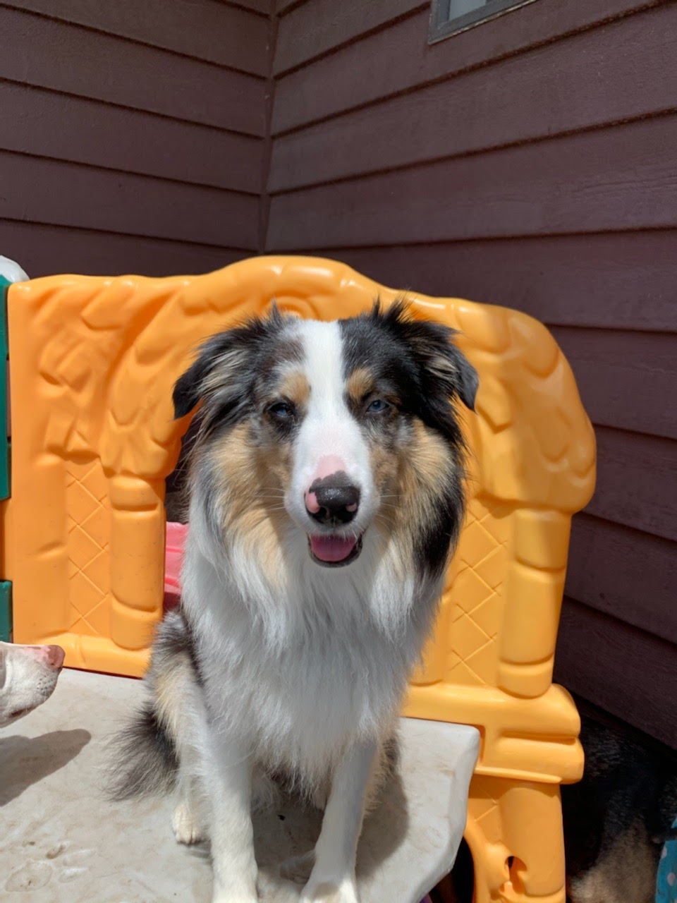 Tails & Trails Dog Daycare | 11860 Ladner Trunk Rd, Delta, BC V4K 3N3, Canada | Phone: (660) 910-4263