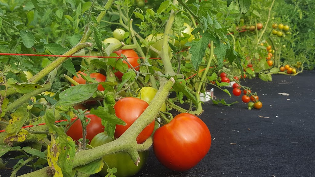 Aquatic Growers | 1330A Southwood Rd, Severn Bridge, ON P0E 1N0, Canada | Phone: (705) 238-6728