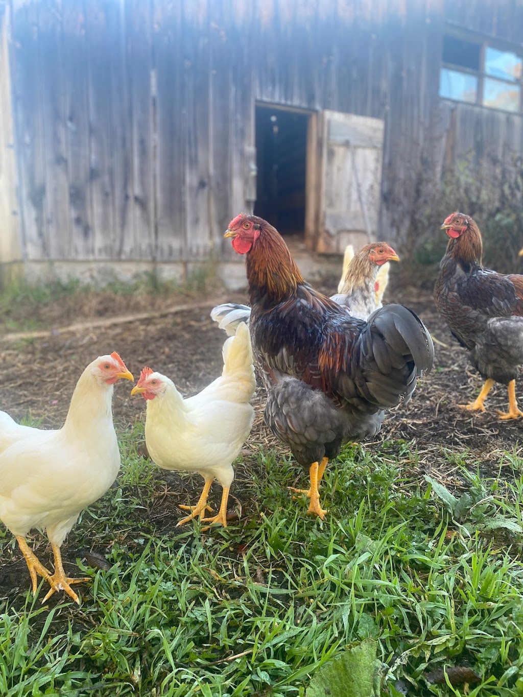 Northernwood Farm | 853 Centreview Rd, Combermere, ON K0J 1L0, Canada | Phone: (613) 401-5563