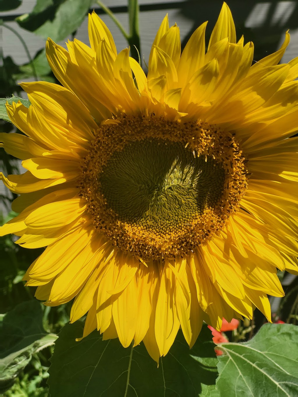 The MicroFarm on Green Lake | 6634 Valleyview Dr, Nanaimo, BC V9T 5R7, Canada | Phone: (250) 618-8751