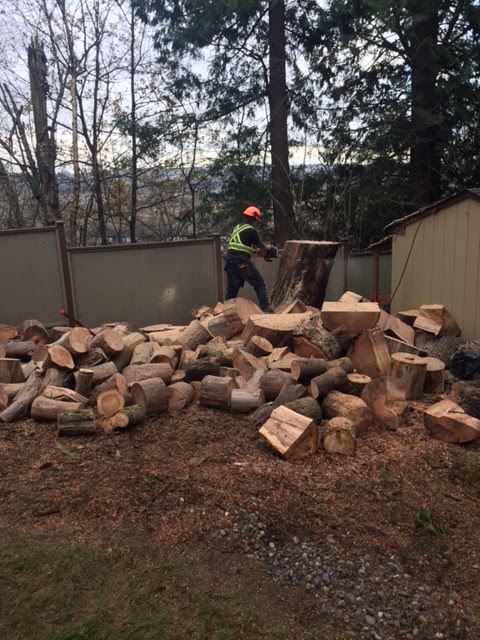 Tree People Ltd. | 1262 River Dr, Coquitlam, BC V3E 1Z7, Canada | Phone: (604) 834-8733