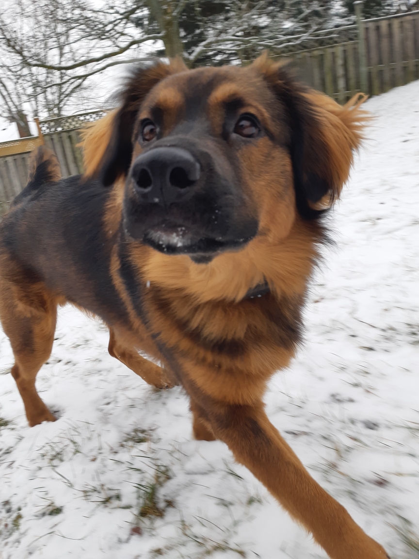 Let The Dog Out -On demand | 3 Boulder Crescent, Guelph, ON N1G 5A3, Canada | Phone: (519) 835-5836