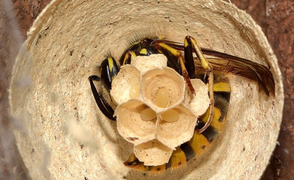 New Westminster | Ants ,Bed Bugs,Rat ,Cockroach,Mice Exterminator| Pestzap | 829 13th St, New Westminster, BC V3M 5Z7, Canada | Phone: (778) 875-4770