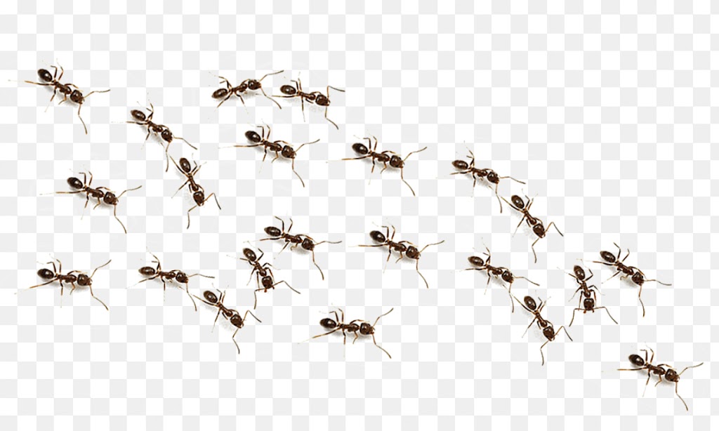 Epro Pest Control Inc | 74 Harpreet Cir, Etobicoke, ON M9W 0E2, Canada | Phone: (416) 834-3789