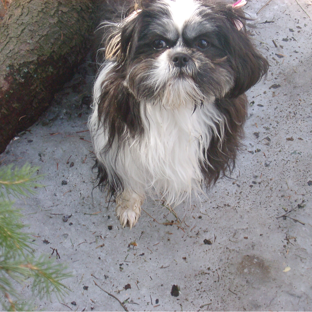 Squeaky Clean K-9s ~ Certified Dog Groomer | 117 Centre St S Bay 3, Sundre, AB T0M 1X0, Canada | Phone: (780) 898-1353