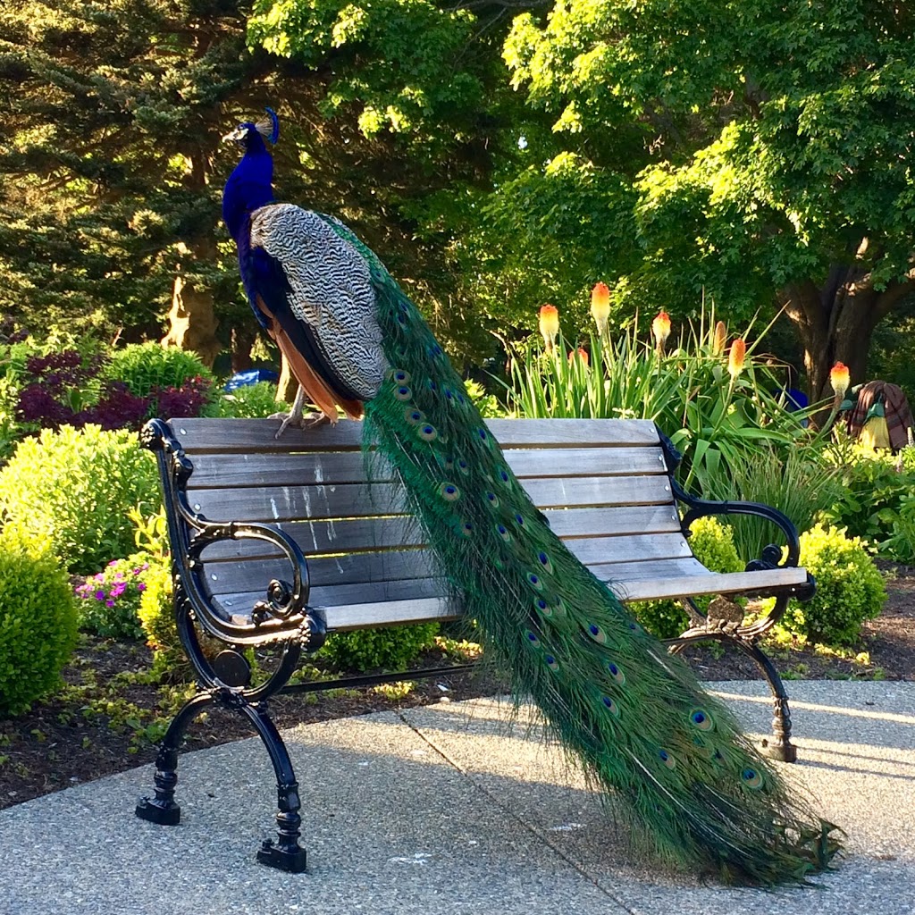 Beacon Hill Park | 100 Cook St, Victoria, BC V8V, Canada | Phone: (250) 361-0600