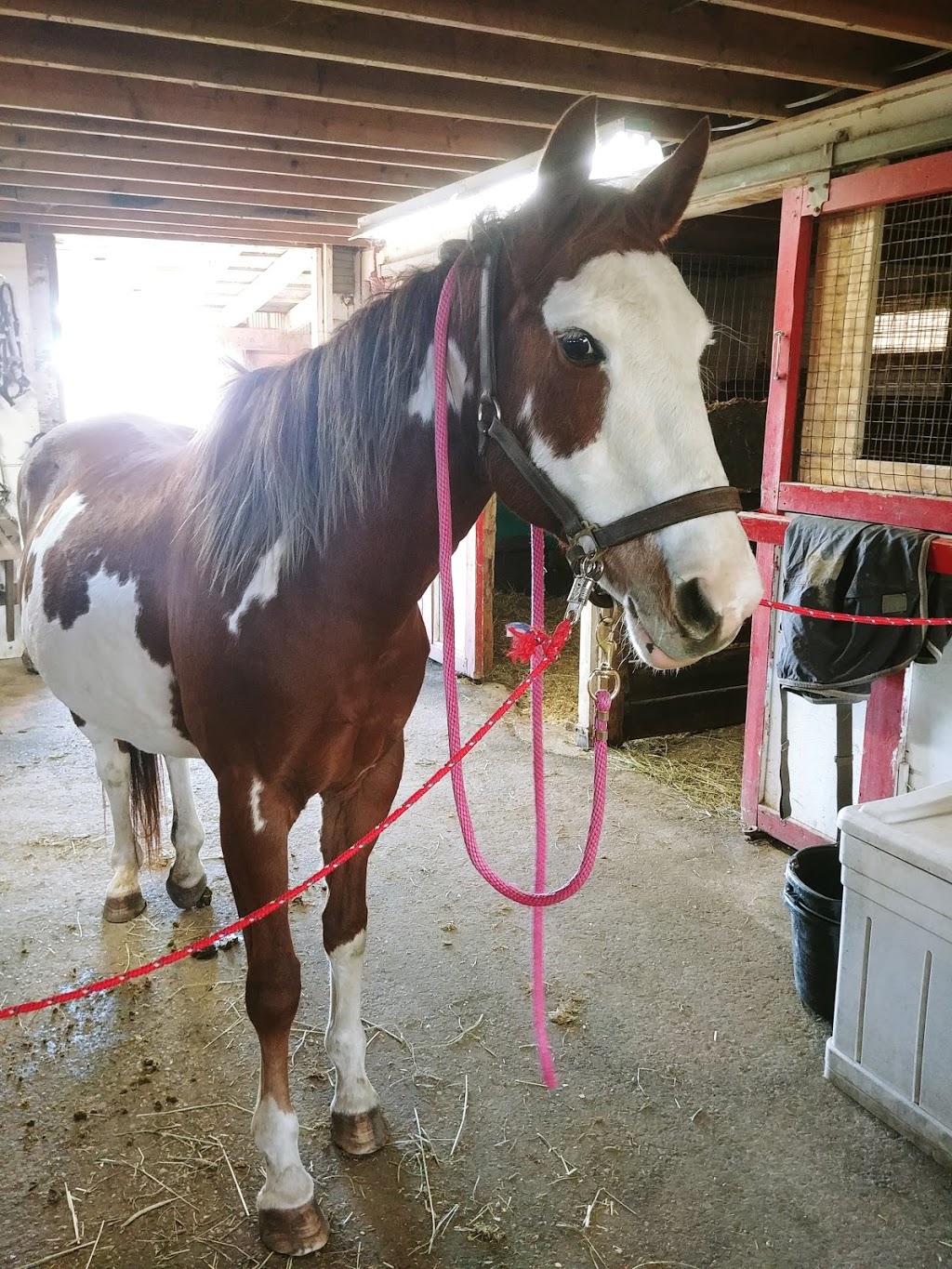 Placidity Acres Farm | 425376 Substation Rd, Burgessville, ON N0J 1C0, Canada | Phone: (613) 340-8178
