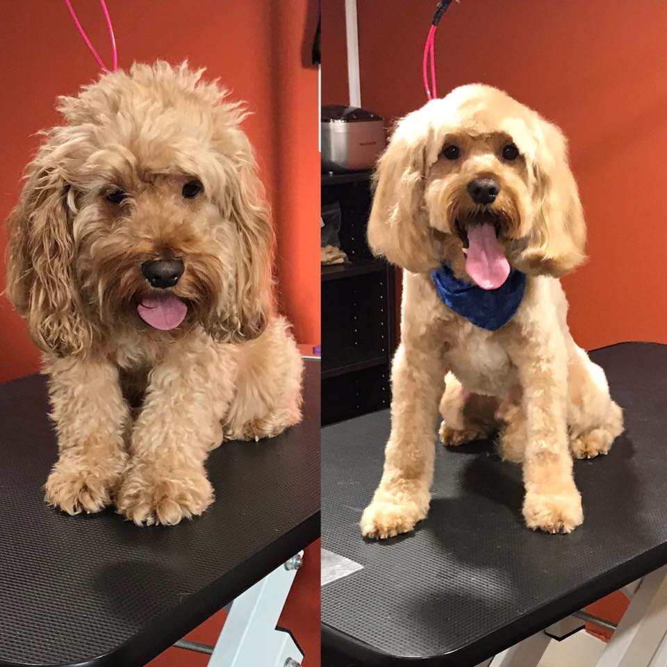 Kristal Clean Pet Grooming | 26 ONeal Rd, Second North River, NB E4J 3Z3, Canada | Phone: (506) 233-7387