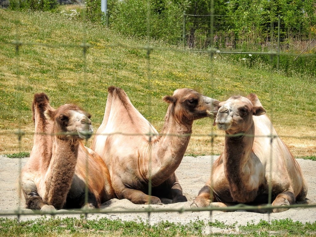 Bactrian Camel Exhibit | 2000 Meadowvale Rd, Scarborough, ON M1B 5K7, Canada | Phone: (416) 392-5929