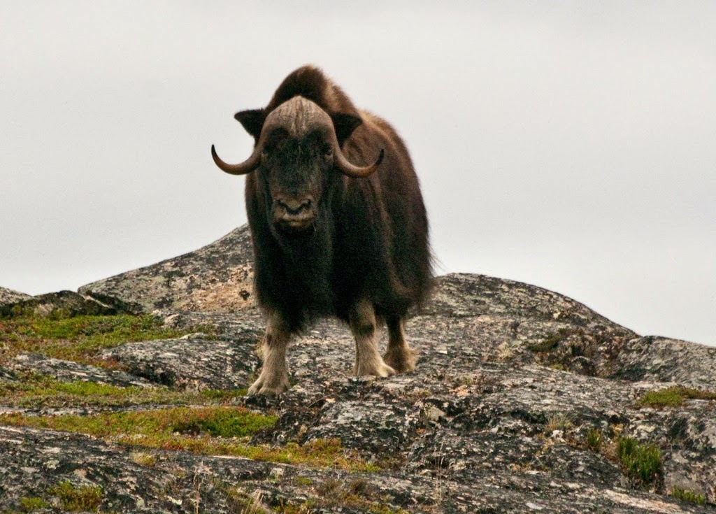Wanapitei Canoe & Northern Outdoor Expeditions | 338 Caves Rd, Warsaw, ON K0L 3A0, Canada | Phone: (705) 652-3199