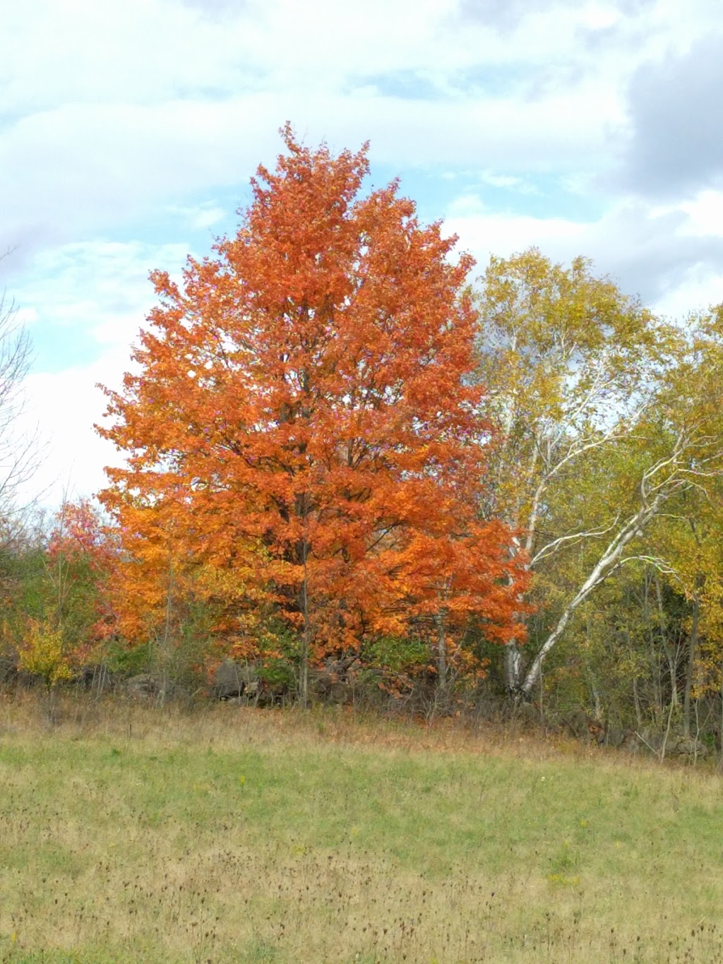 Cedar Haven Eco-Centre | 1039 97, Freelton, ON L0R 1K0, Canada | Phone: (888) 953-9275