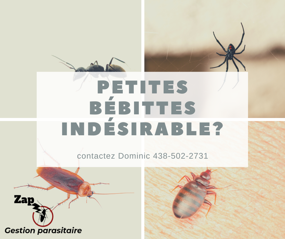Zap Gestion Parasitaire | 351 Chemin de la Branche-du-Rapide, Marieville, QC J3M 1N9, Canada | Phone: (438) 502-2731